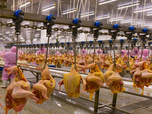 屠宰厂世界杯（中国）异味处理方法有哪些