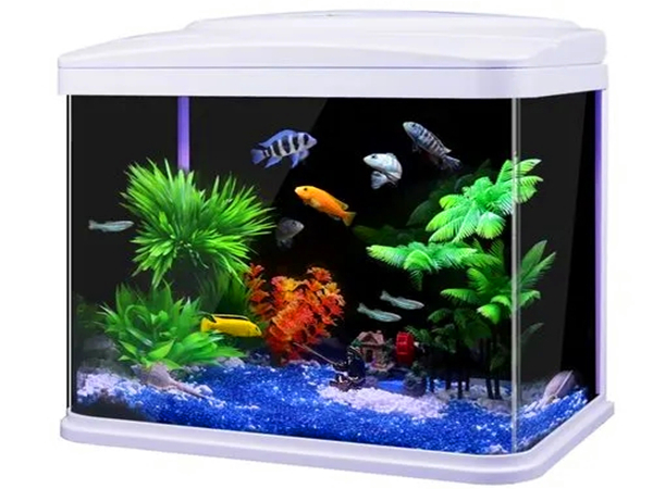 水族箱世界杯（中国）处理方法